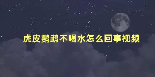 虎皮鹦鹉不喝水怎么回事视频