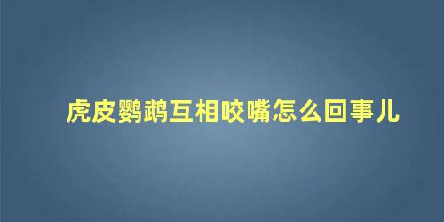 虎皮鹦鹉互相咬嘴怎么回事儿