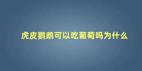 虎皮鹦鹉可以吃葡萄吗为什么