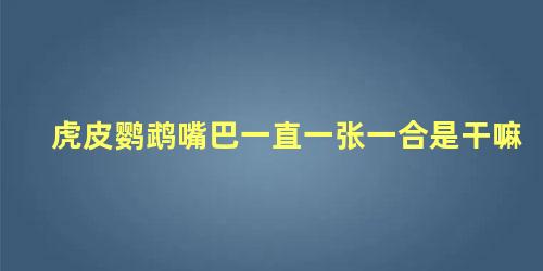 虎皮鹦鹉嘴巴一直一张一合是干嘛