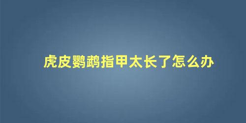 虎皮鹦鹉指甲太长了怎么办