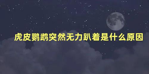 虎皮鹦鹉突然无力趴着是什么原因