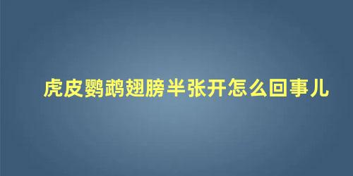 虎皮鹦鹉翅膀半张开怎么回事儿