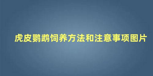 虎皮鹦鹉饲养方法和注意事项图片