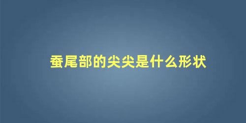 蚕尾部的尖尖是什么形状