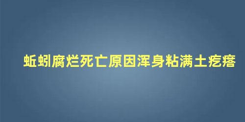 蚯蚓腐烂死亡原因浑身粘满土疙瘩