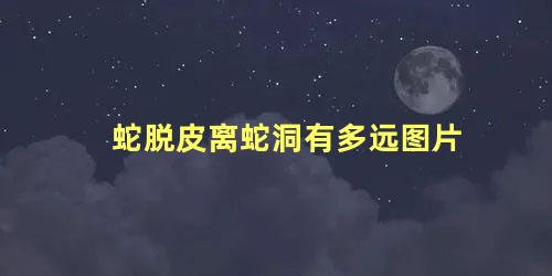 蛇脱皮离蛇洞有多远图片