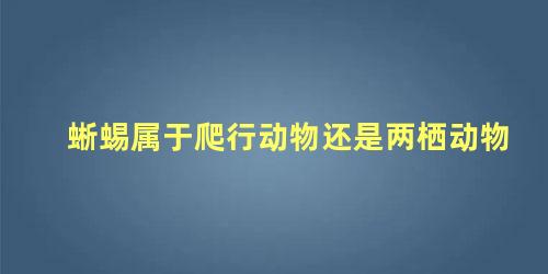 蜥蜴属于爬行动物还是两栖动物