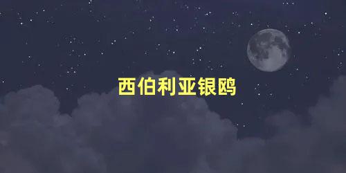 西伯利亚银鸥