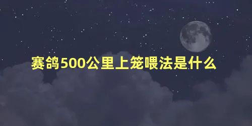 赛鸽500公里上笼喂法是什么