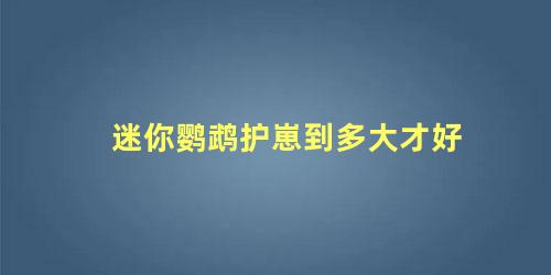 迷你鹦鹉护崽到多大才好