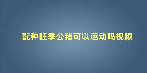 配种旺季公猪可以运动吗视频