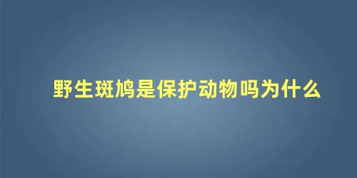 野生斑鸠是保护动物吗为什么