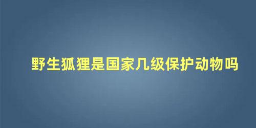 野生狐狸是国家几级保护动物吗