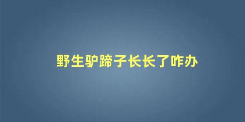 野生驴蹄子长长了咋办