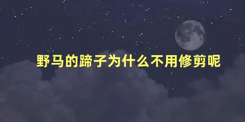 野马的蹄子为什么不用修剪呢