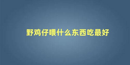 野鸡仔喂什么东西吃最好