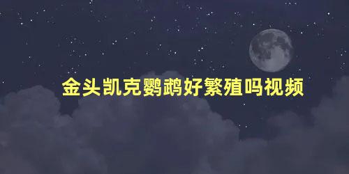 金头凯克鹦鹉好繁殖吗视频