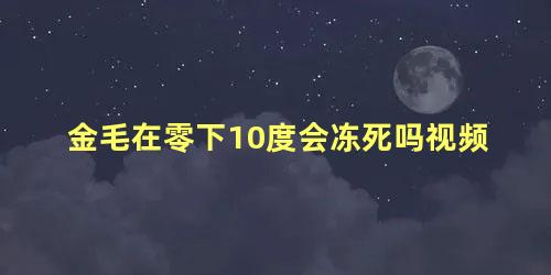 金毛在零下10度会冻死吗视频