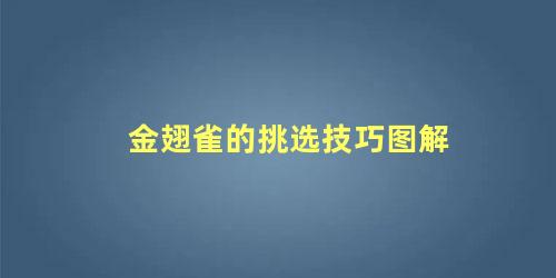 金翅雀的挑选技巧图解