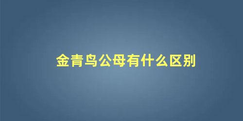 金青鸟公母有什么区别