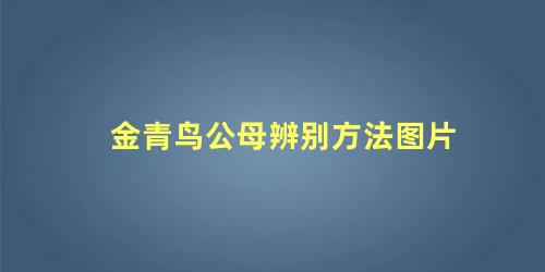 金青鸟公母辨别方法图片