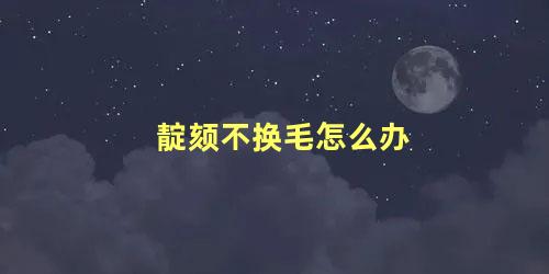 靛颏不换毛怎么办