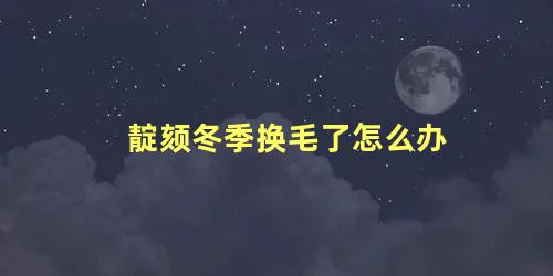 靛颏冬季换毛了怎么办