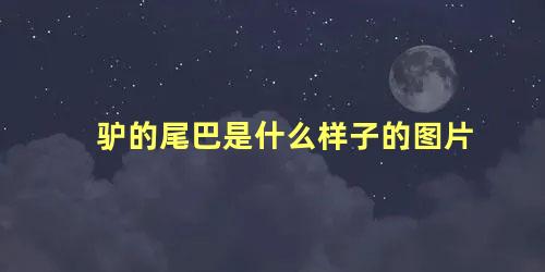 驴的尾巴是什么样子的图片