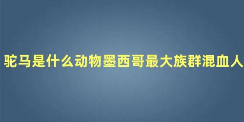 驼马是什么动物墨西哥最大族群混血人种