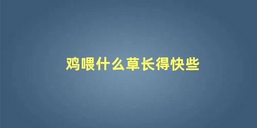 鸡喂什么草长得快些