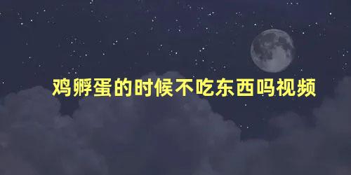 鸡孵蛋的时候不吃东西吗视频