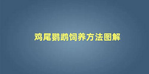 鸡尾鹦鹉饲养方法图解