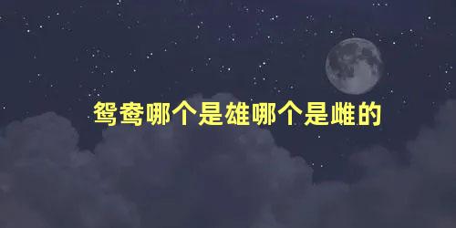 鸳鸯哪个是雄哪个是雌的