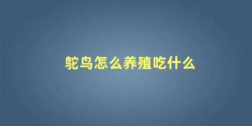 鸵鸟怎么养殖吃什么