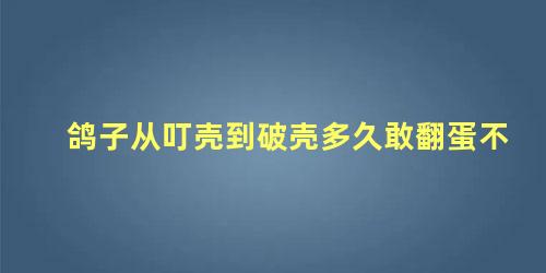 鸽子从叮壳到破壳多久敢翻蛋不