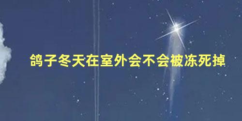 鸽子冬天在室外会不会被冻死掉