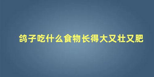 鸽子吃什么食物长得大又壮又肥