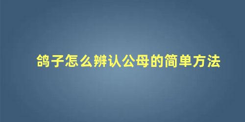 鸽子怎么辨认公母的简单方法