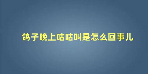 鸽子晚上咕咕叫是怎么回事儿