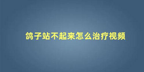 鸽子站不起来怎么治疗视频