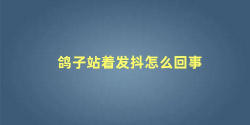 鸽子站着发抖怎么回事