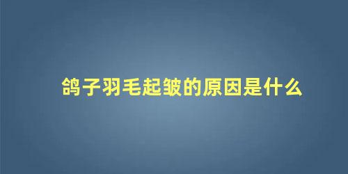 鸽子羽毛起皱的原因是什么