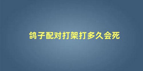 鸽子配对打架打多久会死