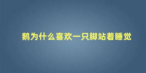 鹅为什么喜欢一只脚站着睡觉