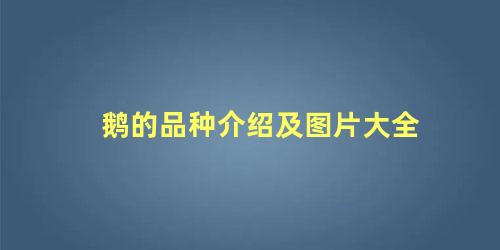 鹅的品种介绍及图片大全