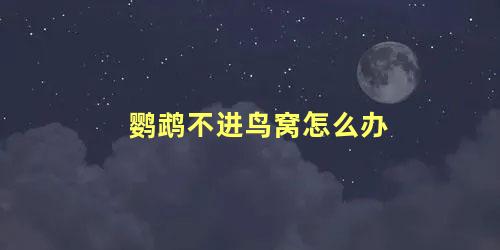 鹦鹉不进鸟窝怎么办