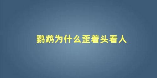 鹦鹉为什么歪着头看人