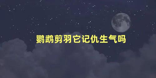 鹦鹉剪羽它记仇生气吗