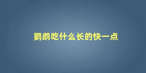 鹦鹉吃什么长的快一点